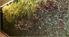 Вертикальное озеленение