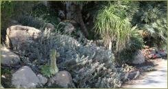 Растения с синими цветками и камни и растения с длинными листьями на фоне стены и вдоль дороги