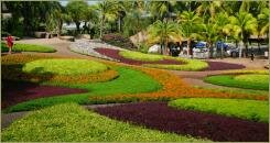 Низкорослые посадки различного цвета с узором напоминающим крылья бабочек