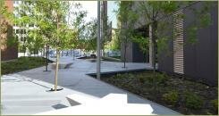 В отверствиях дорожки хаотично высажены взрослые деревья в условиях города