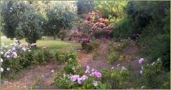 My mysterious garden of love. Climbing rose. Pink rose bush on a support pillar on the background of the wide alley and green plant groups