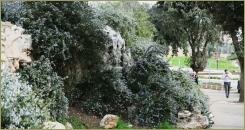 Пышные кустарники с голубыми мелкими цветочками на крутой горке с крупными светлыми камнями вдол пешеходной городской дорожки