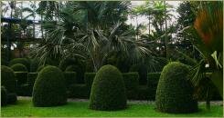Стриженные кустарники в виде округлых пирамид на фоне тропических пальм и газона и дорожки