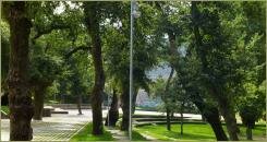 Старые деревья с толстыми стволами на фоне дорожек и тропинок из бетона и зелень лужаек