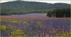 Цветущий ковёр, поля Южного Урала Разноцветные цветущие травы на фоне леса