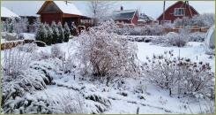 Деревья и кустарники без листвы под снегом