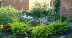 Кустарники с ярким окрасом листвы на фоне строений