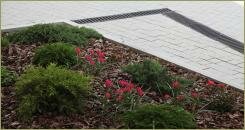 Хвойные растения и красные тюльпаны на фоне мульчи из коры