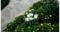 Низкорослая ромашка в садовом цветнике (7-17) Невысокая цветущая ромашка с крупными цветками на фоне разных цветущих растений
