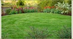 Весеннее цветение: тюльпаны и спирея серая 'Grefsheim' (5-9) Цветение спиреи серой и тюпанов на фоне ёлок и газона