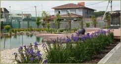 Цветущие ирисы в рядовой посадке и большой пруд с берегом из светлой гальки