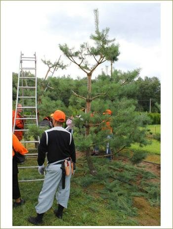 Семинар ниваки. Сосна после обрезки Сформированное дерево