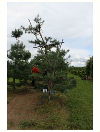 Семинар ниваки. Установка растяжек и распорок Установка растяжек и распорок на дерево