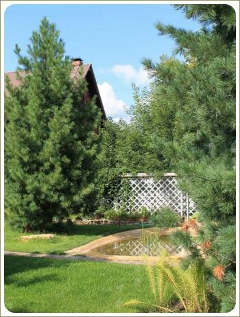 Лесной уголок с прудом на даче. Урал Крупные хвойные деревья и фрагмент водоёма на фоне зелёной лужайки