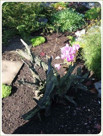 Коряга на фоне мульчи из коры и розового цветения и зелени растений