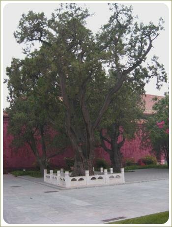 Парк Рабочих. Большое дерево Большое дерево на фоне малиновой стены