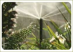 Распылитель воды среди пышных растений