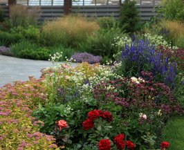 Розарий в сложном миксе Розы и астранция