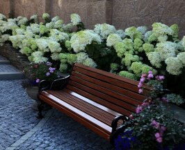 Белый сад: много цвета (34) Скамейка в гортензии