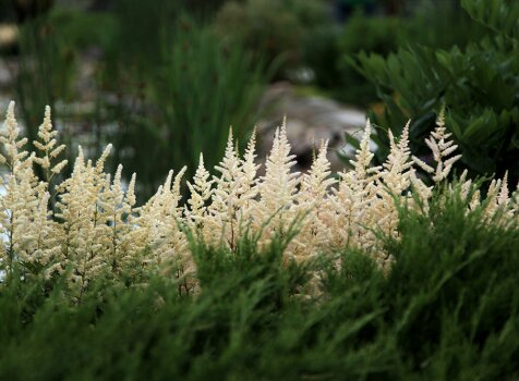 Белая астильба и можжевельник (35-7) Цветущий белым берег пруда