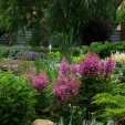 Сиреневая астильба возле пруда (35-11) Клумба с сиреневой астильбой